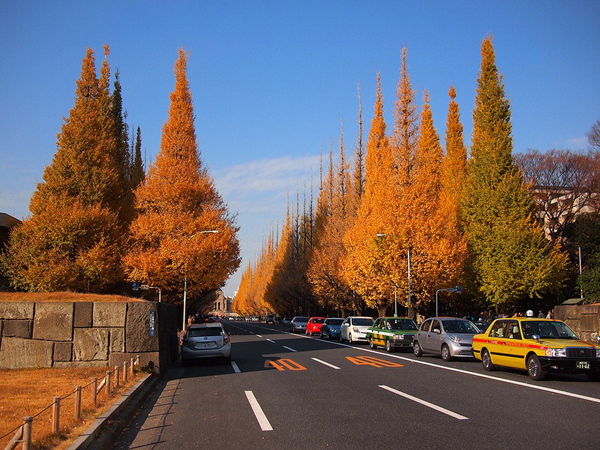 Tengok Cantiknya Deretan Pohon Ginkgo di Icho Namiki Tokyo